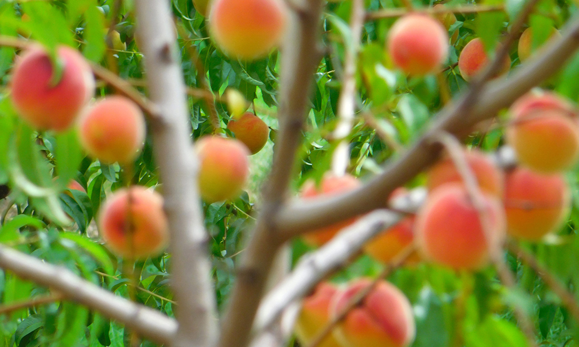 Romeo Peach Festival A Labor Day Weekend Tradition